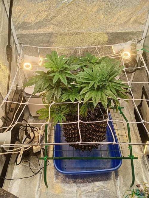 Green Gelato 💚 foto.. Week 6