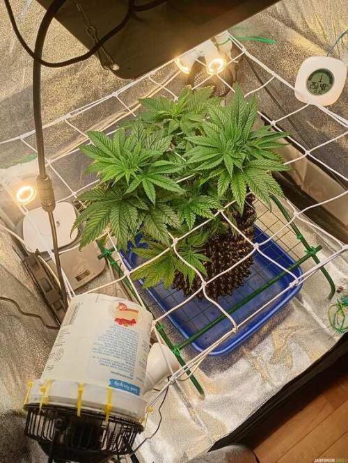 Green Gelato 💚 foto.. Week 6