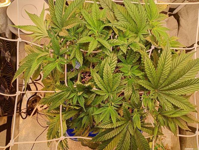 Green Gelato 💚 foto.. Week 6