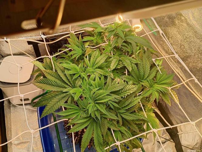 Green Gelato 💚 foto.. Week 6