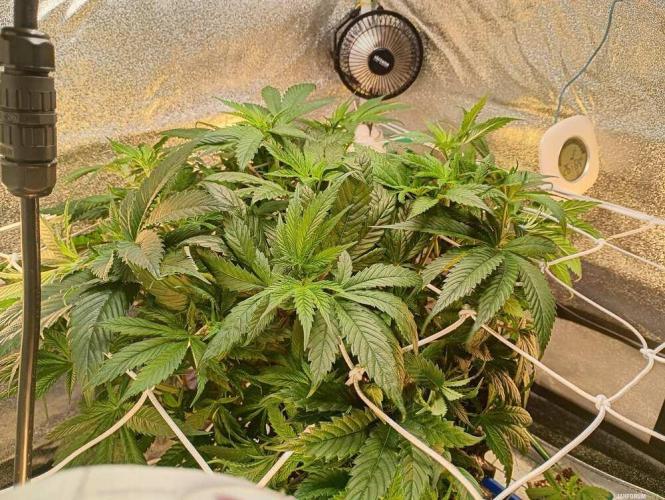 Green Gelato 💚 foto.. Week 7