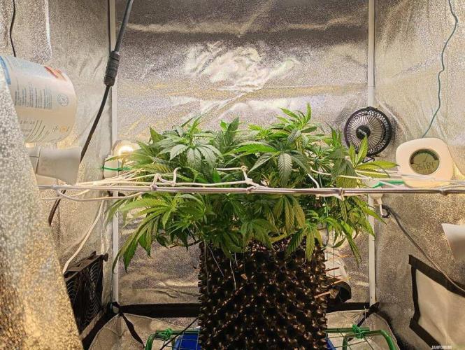 Green Gelato 💚 foto.. Week 7
