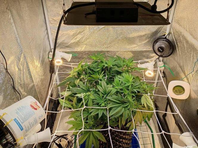 Green Gelato 💚 foto.. Week 7