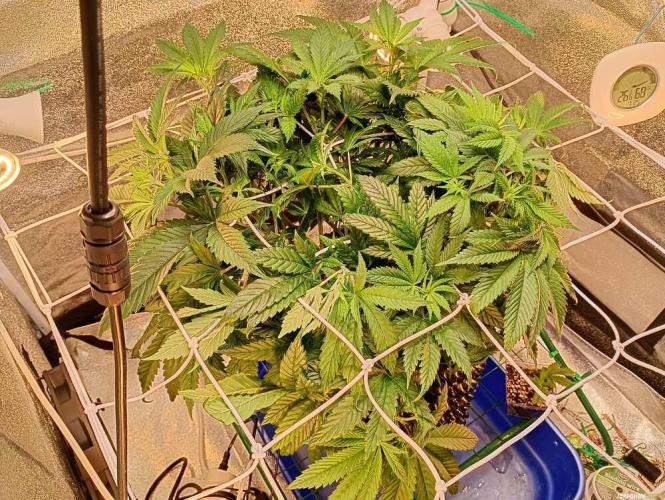 Green Gelato 💚 foto.. Week 7