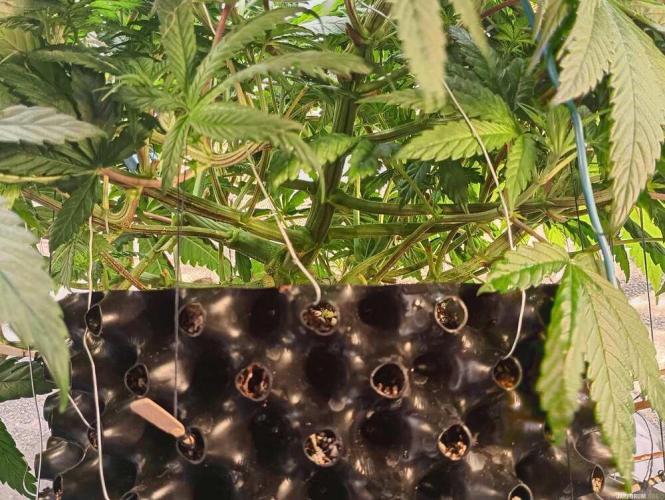 Green Gelato 💚 foto.. Week 7