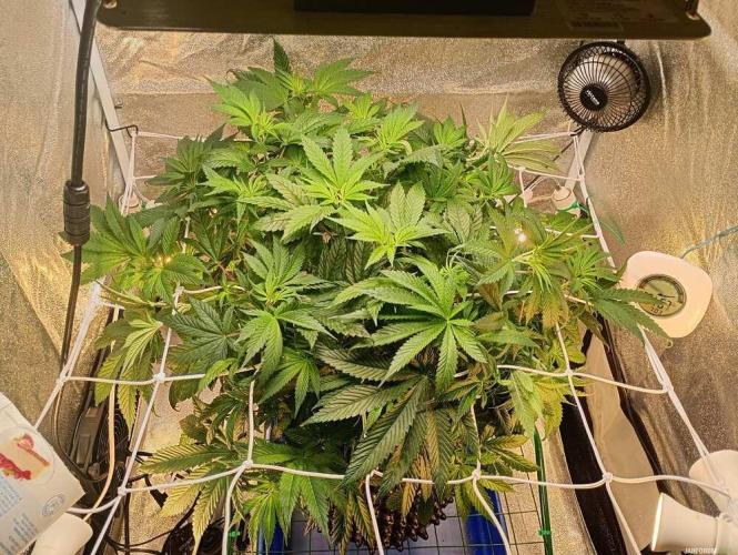 Green Gelato 💚 foto.. Week 8