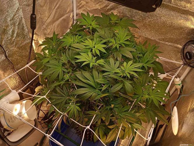 Green Gelato 💚 foto.. Week 8