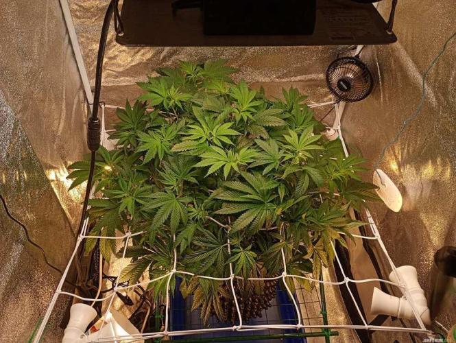Green Gelato 💚 foto.. Week 8