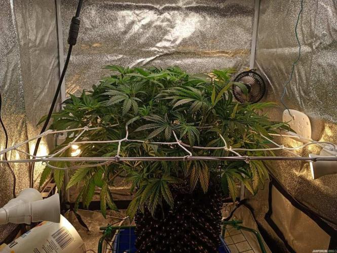 Green Gelato 💚 foto.. Week 8