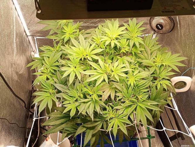 Green Gelato 💚 foto.. Week 9