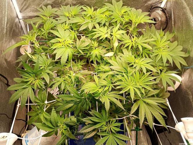 Green Gelato 💚 foto.. Week 9