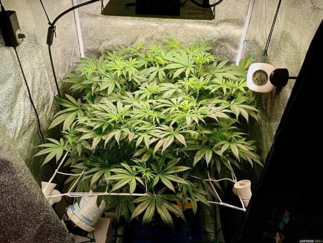 Green Gelato 💚 foto.. Week 10