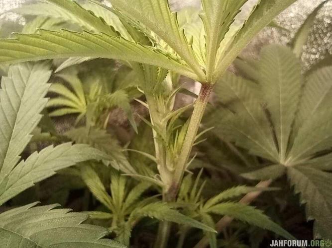 Green Gelato 💚 foto.. Week 10