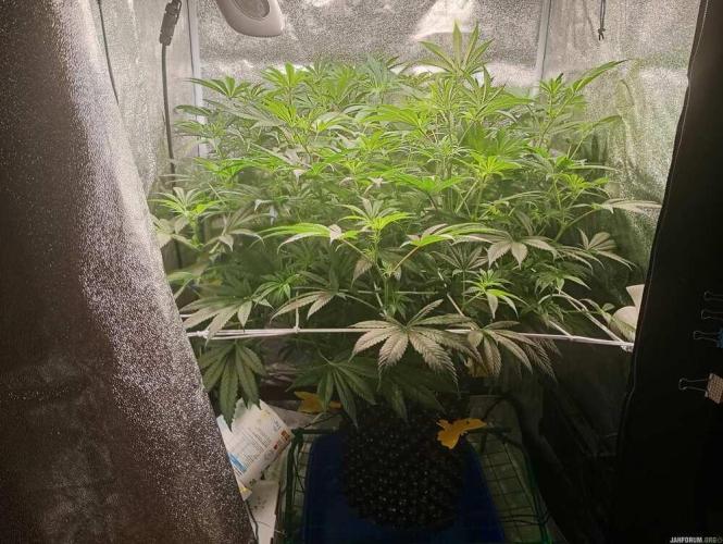 Green Gelato 💚 foto.. Week 10