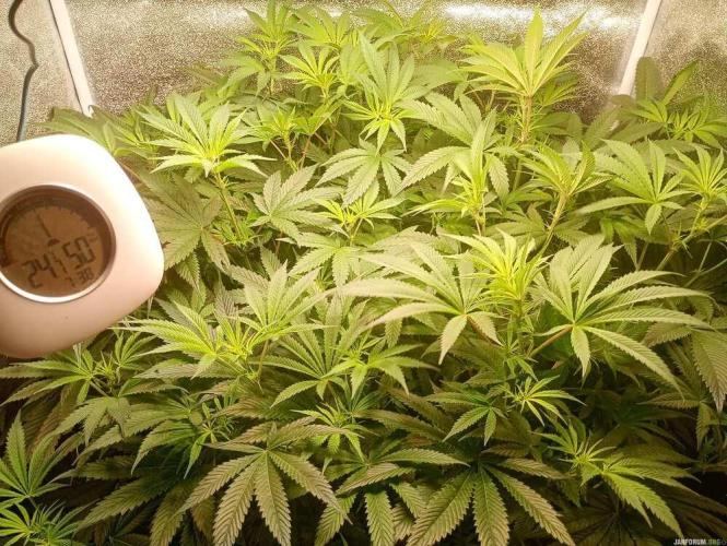 Green Gelato 💚 foto.. Week 10