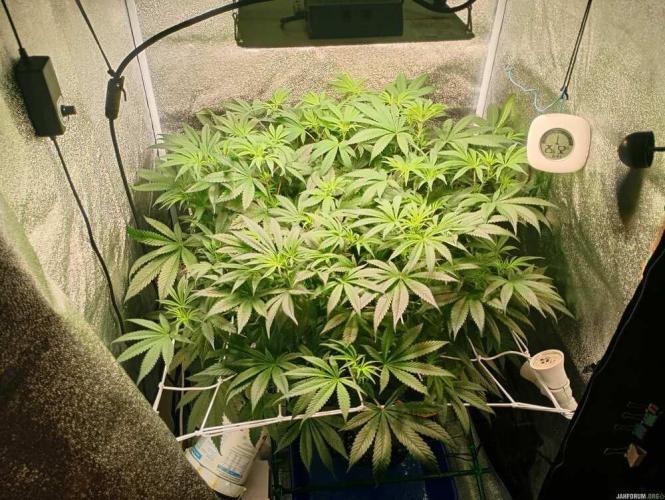 Green Gelato 💚 foto.. Week 10