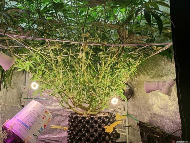 Green Gelato 💚 foto.. Week 11