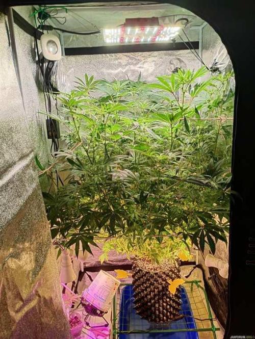 Green Gelato 💚 foto.. Week 11