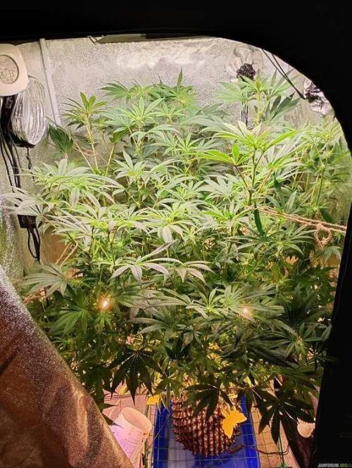 Green Gelato 💚 foto.. Week 11