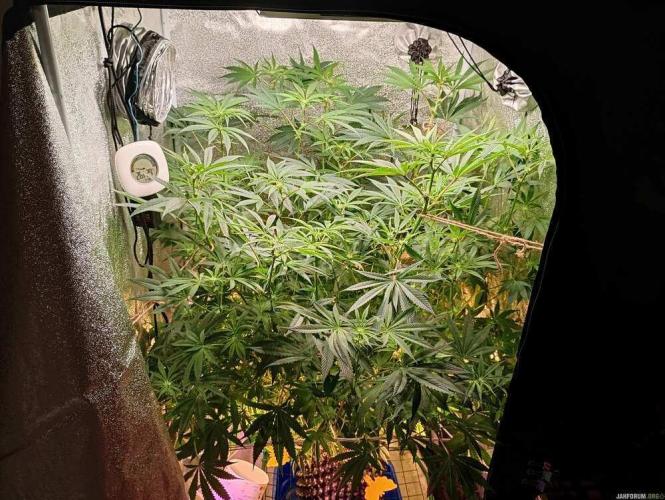 Green Gelato 💚 foto.. Week 11