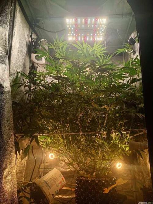 Green Gelato 💚 foto.. Week 11