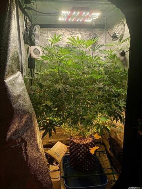 Green Gelato 💚 foto.. Week 11