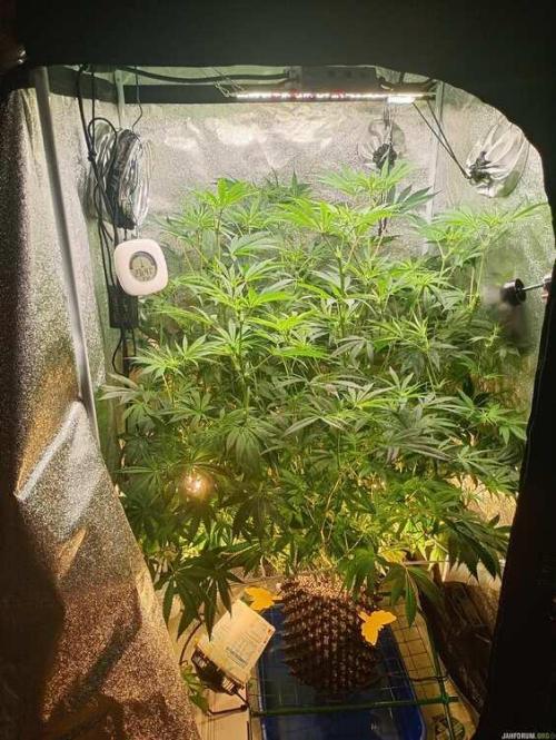 Green Gelato 💚 foto.. Week 11