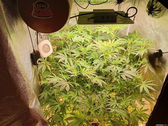 Green Gelato 💚 foto.. Week 11