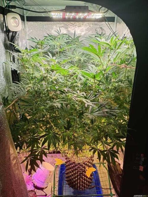Green Gelato 💚 foto.. Week 12