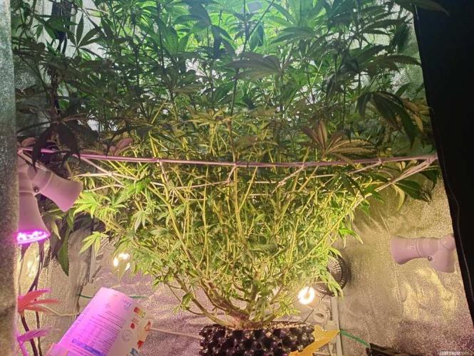 Green Gelato 💚 foto.. Week 12