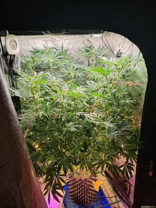 Green Gelato 💚 foto.. Week 12