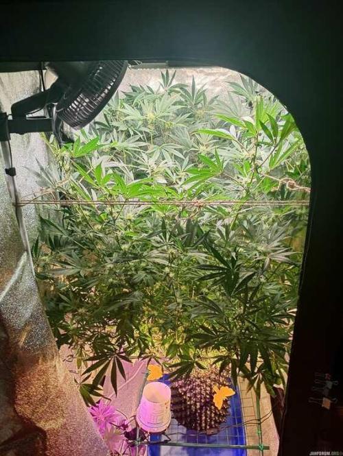 Green Gelato 💚 foto.. Week 13