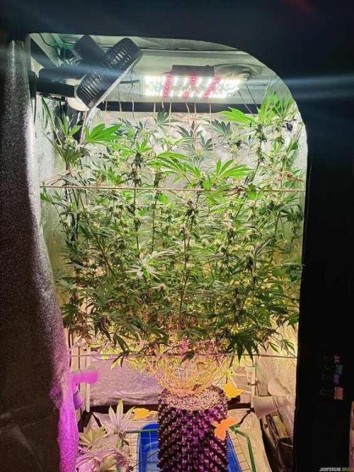 Green Gelato 💚 foto.. Week 14
