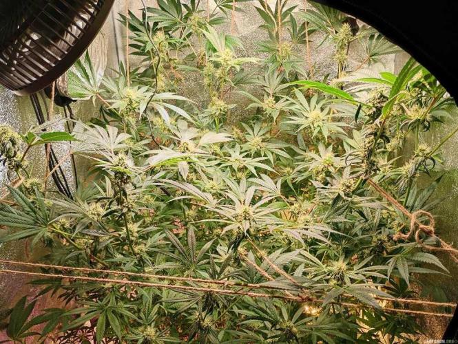 Green Gelato 💚 foto.. Week 14