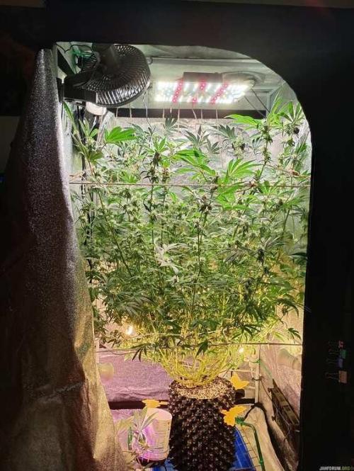 Green Gelato 💚 foto.. Week 14