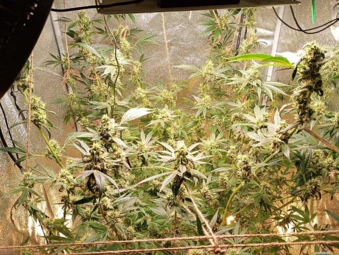 Green Gelato 💚 foto.. Week 15