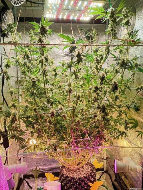 Green Gelato 💚 foto.. Week 15