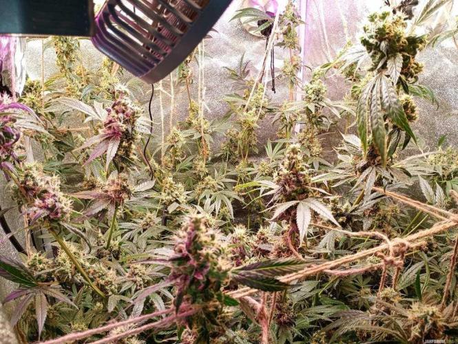 Green Gelato 💚 foto.. Week 16