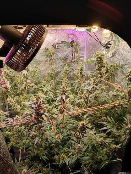Green Gelato 💚 foto.. Week 16