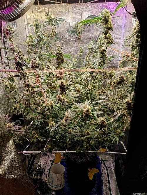 Green Gelato 💚 foto.. Week 16