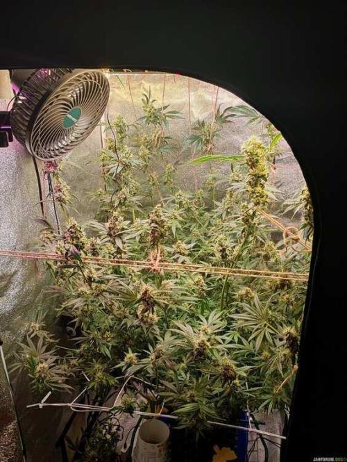 Green Gelato 💚 foto.. Week 16