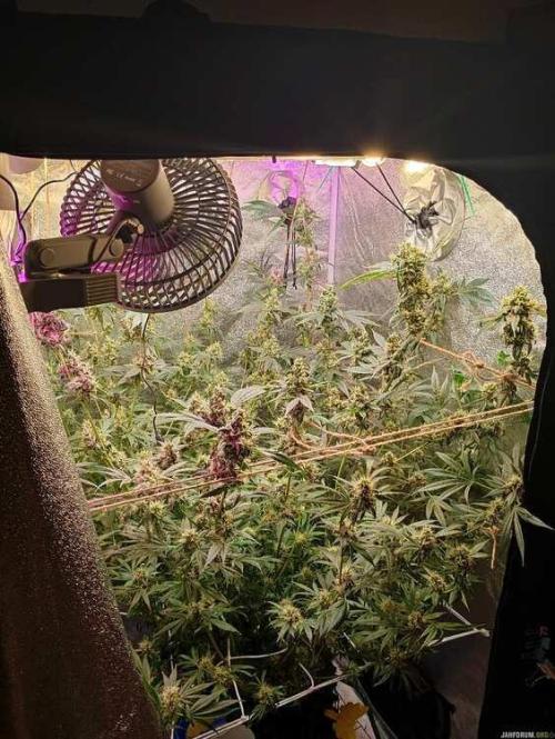 Green Gelato 💚 foto.. Week 16