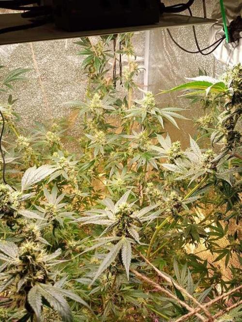 Green Gelato 💚 foto.. Week 16