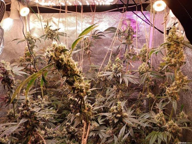 Green Gelato 💚 foto.. Week 17