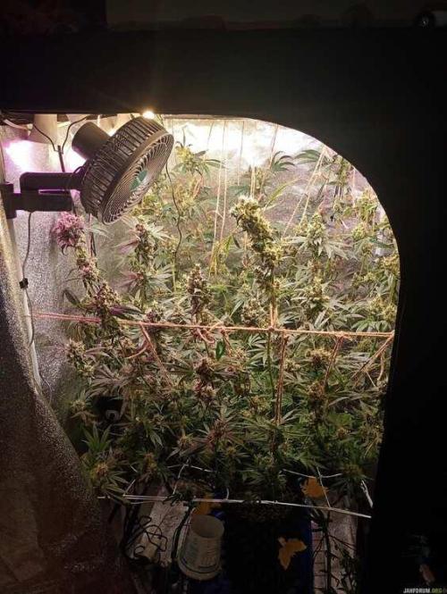 Green Gelato 💚 foto.. Week 17