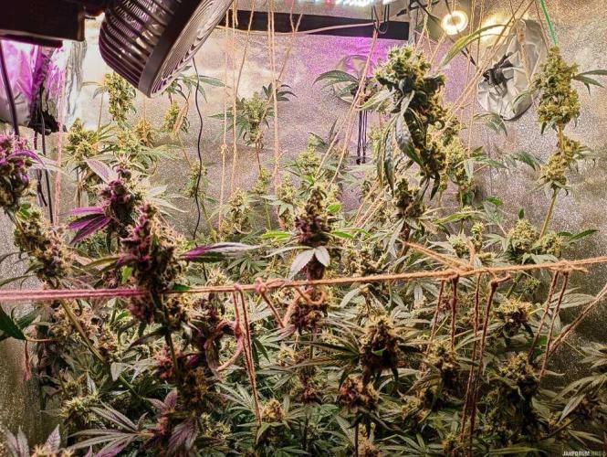Green Gelato 💚 foto.. Week 18