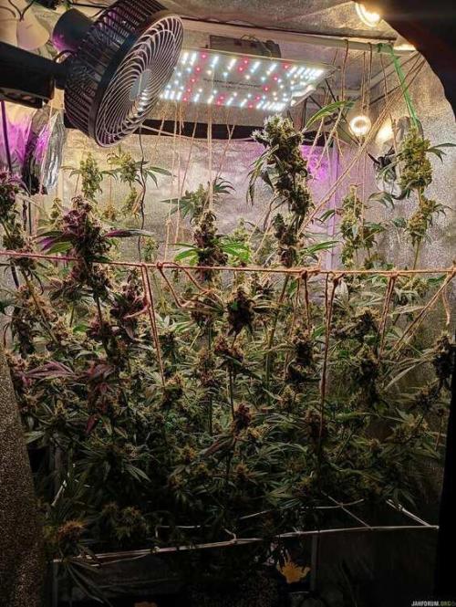 Green Gelato 💚 foto.. Week 18