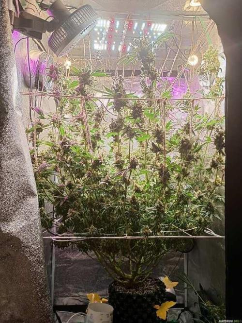 Green Gelato 💚 foto.. Week 19