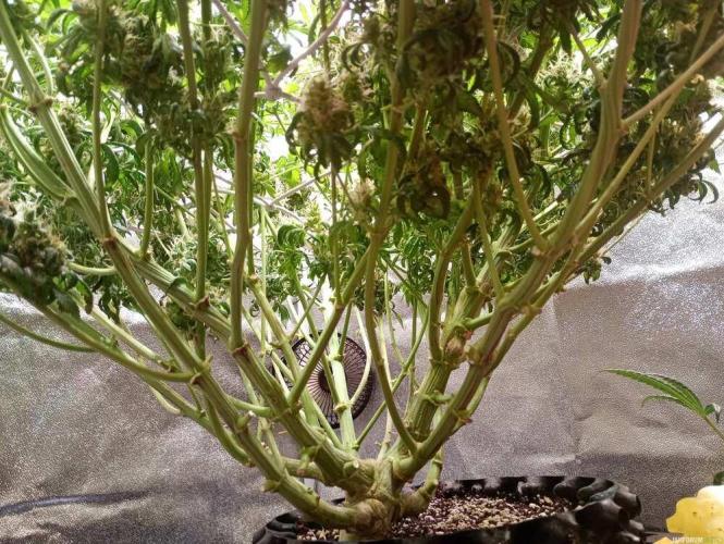 Green Gelato 💚 foto.. Week 19