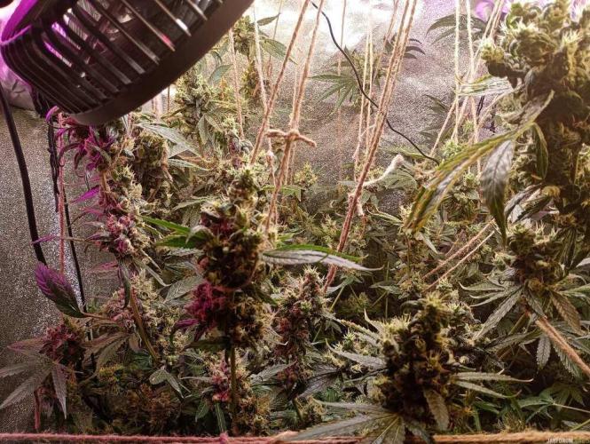 Green Gelato 💚 foto.. Week 19